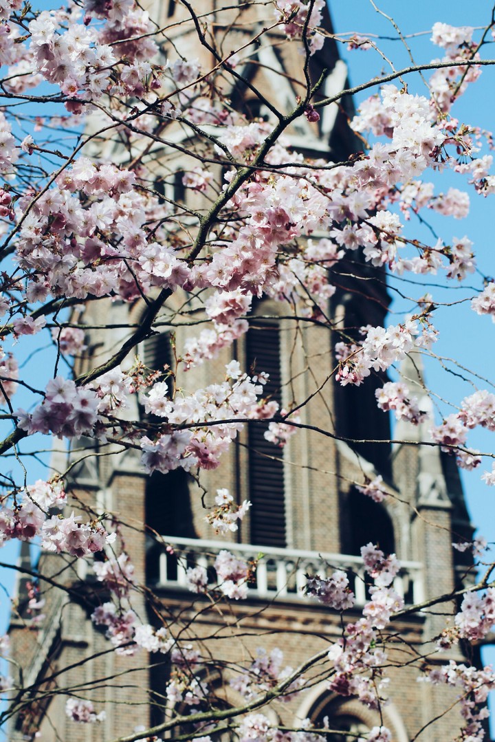 Cherry blossom