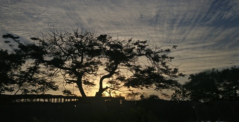 quick shot