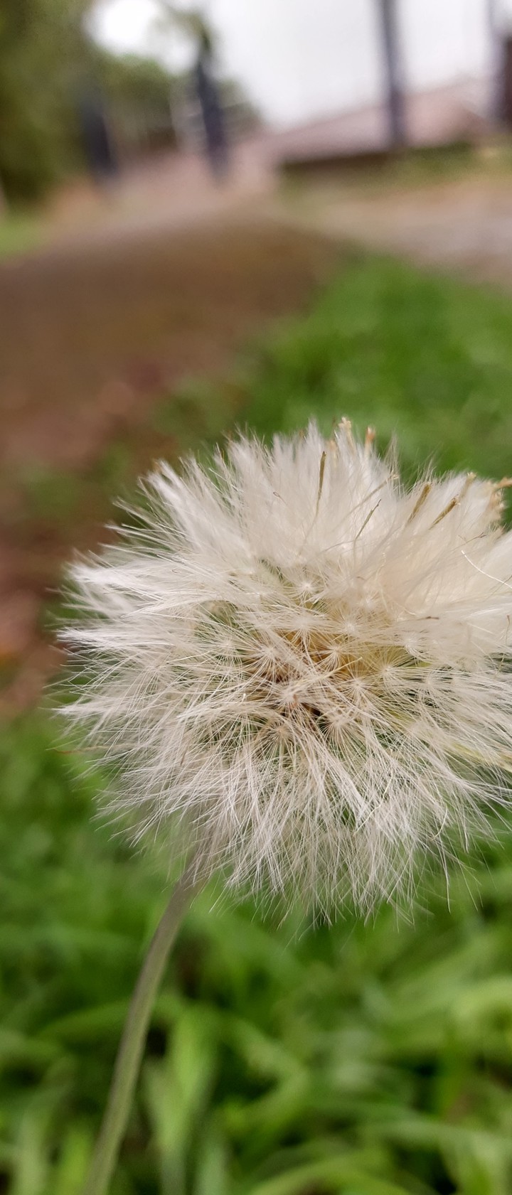 Taraxacum officinale

- Dente de leão