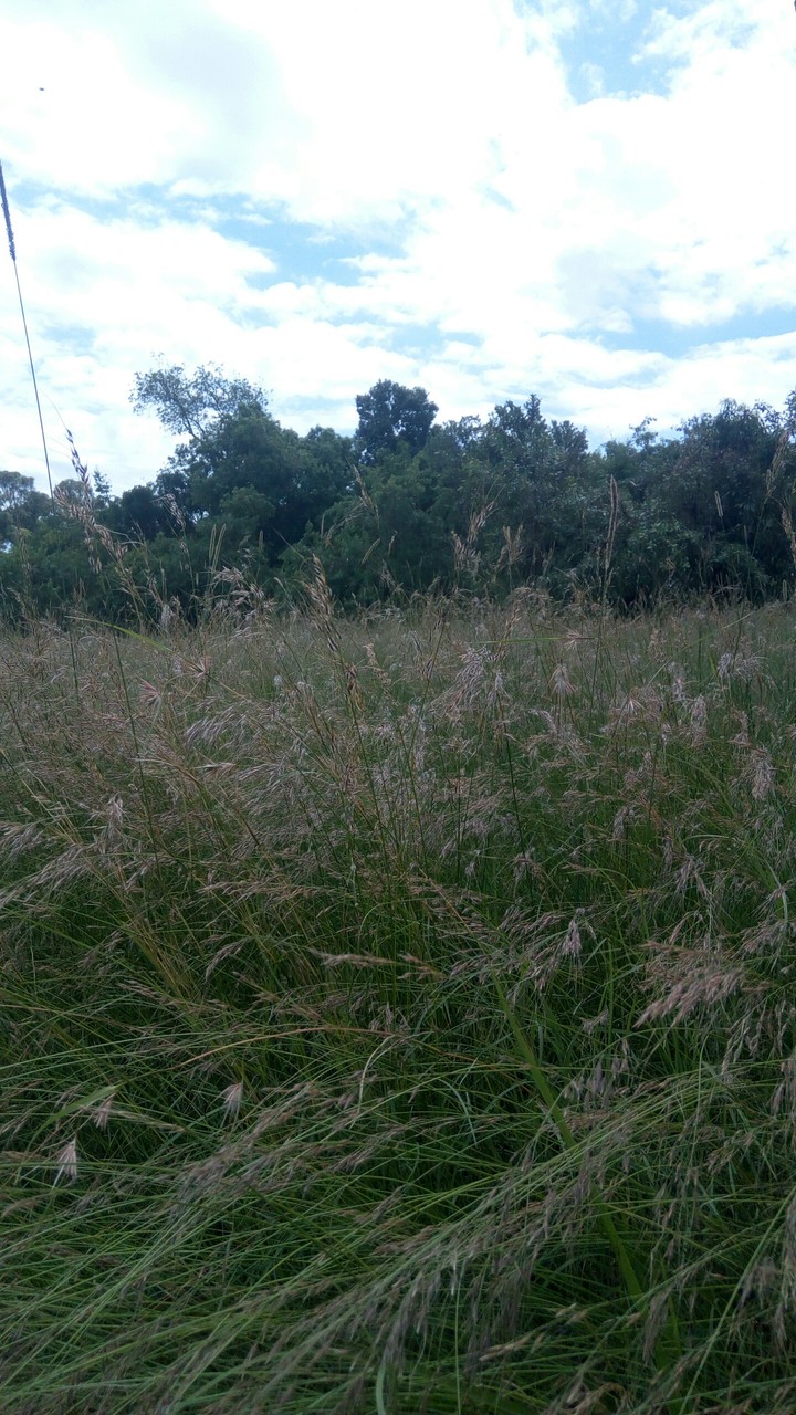 Grass galore