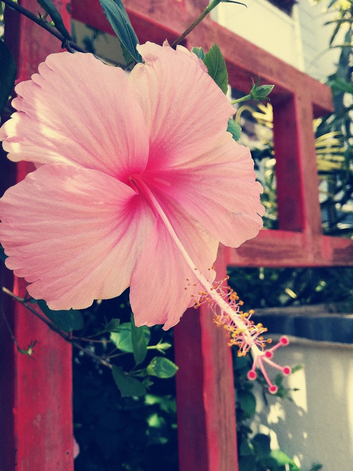 Hibiscus!