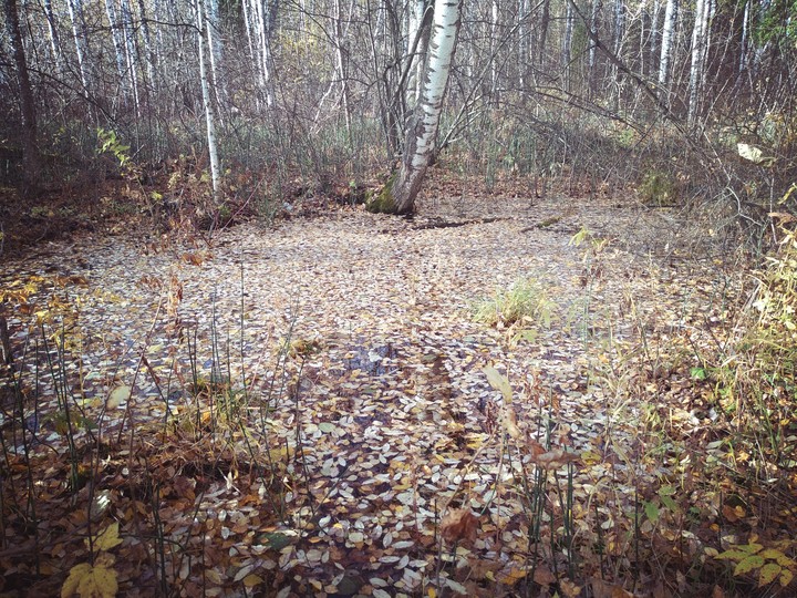 dangerous autumn swamp