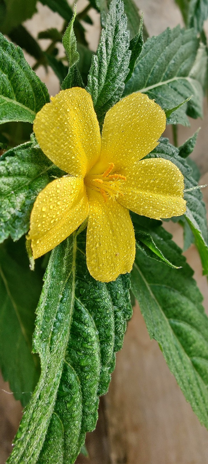 Garden plant....