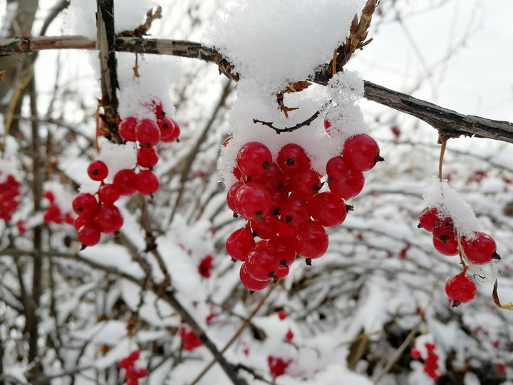 смородина. снег