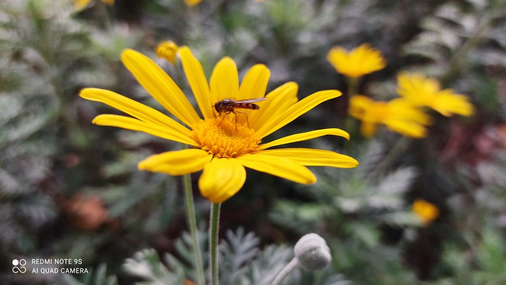 fying insect on chamomile