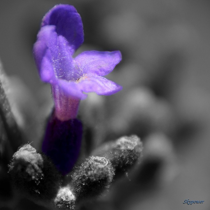 lavender
