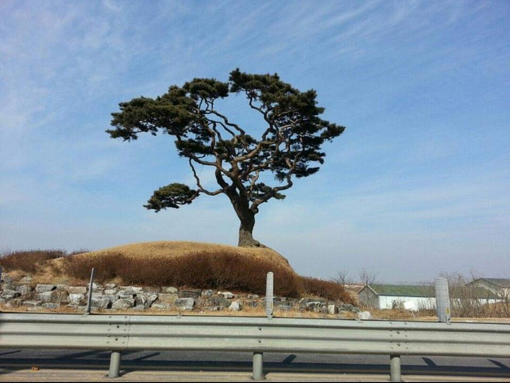 소나무