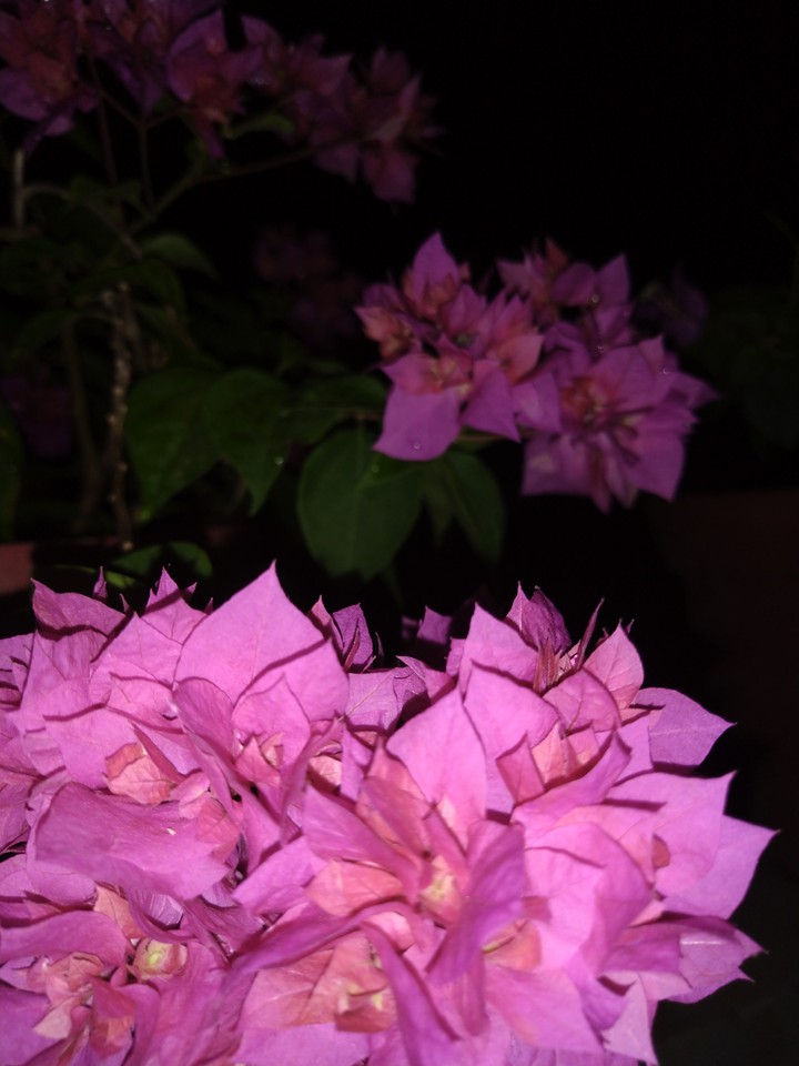 Bougainville