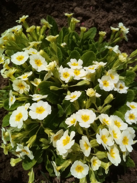 Примула