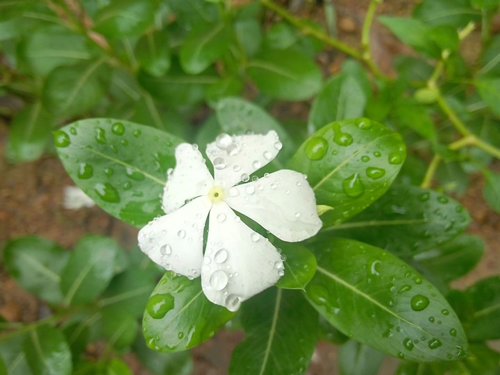 Glossy Jasmine