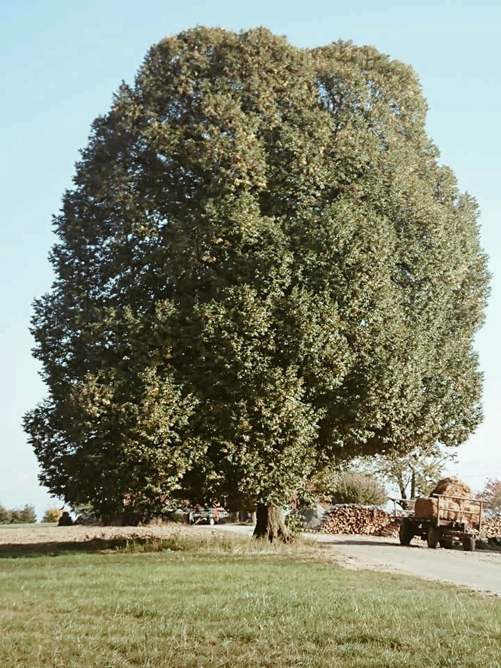 trees landscape