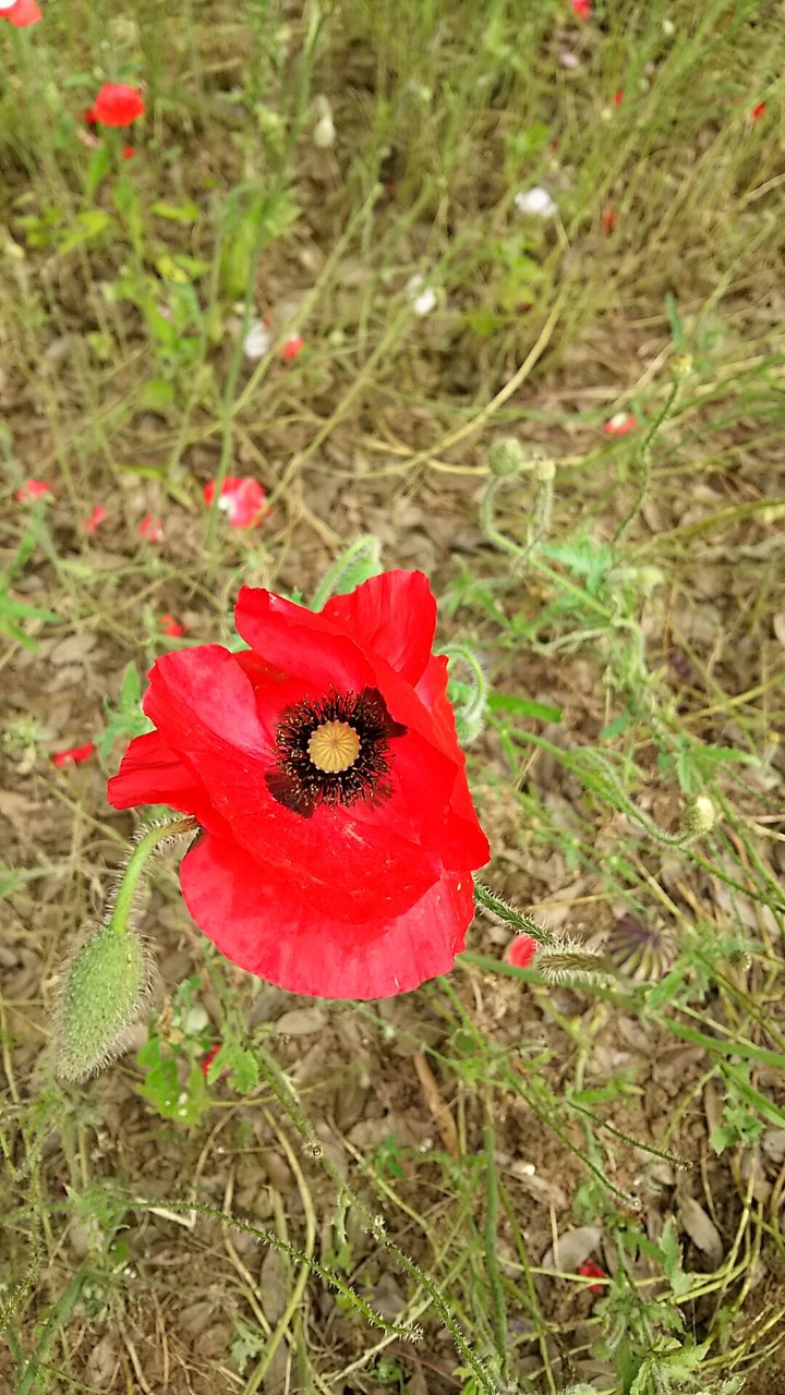 Poppy-2