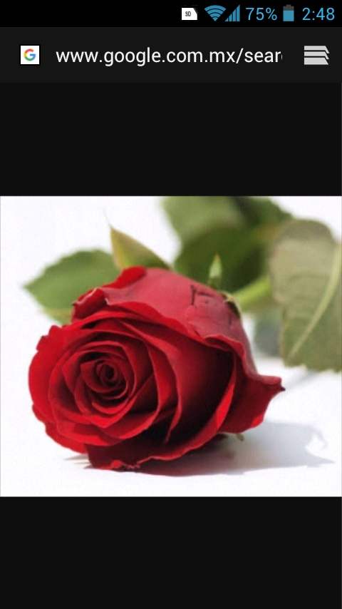 Rosa roja ❤️