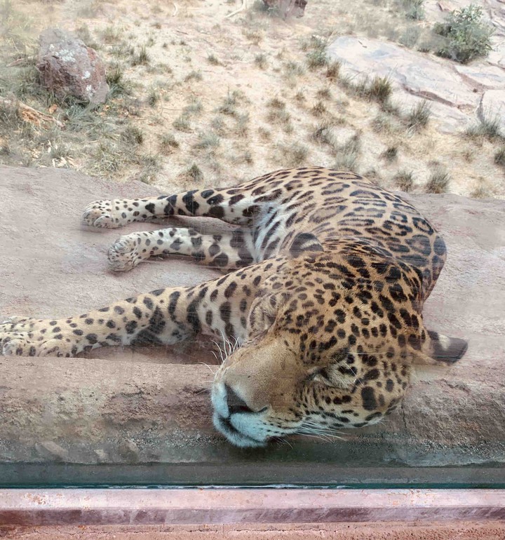 Jaguar
