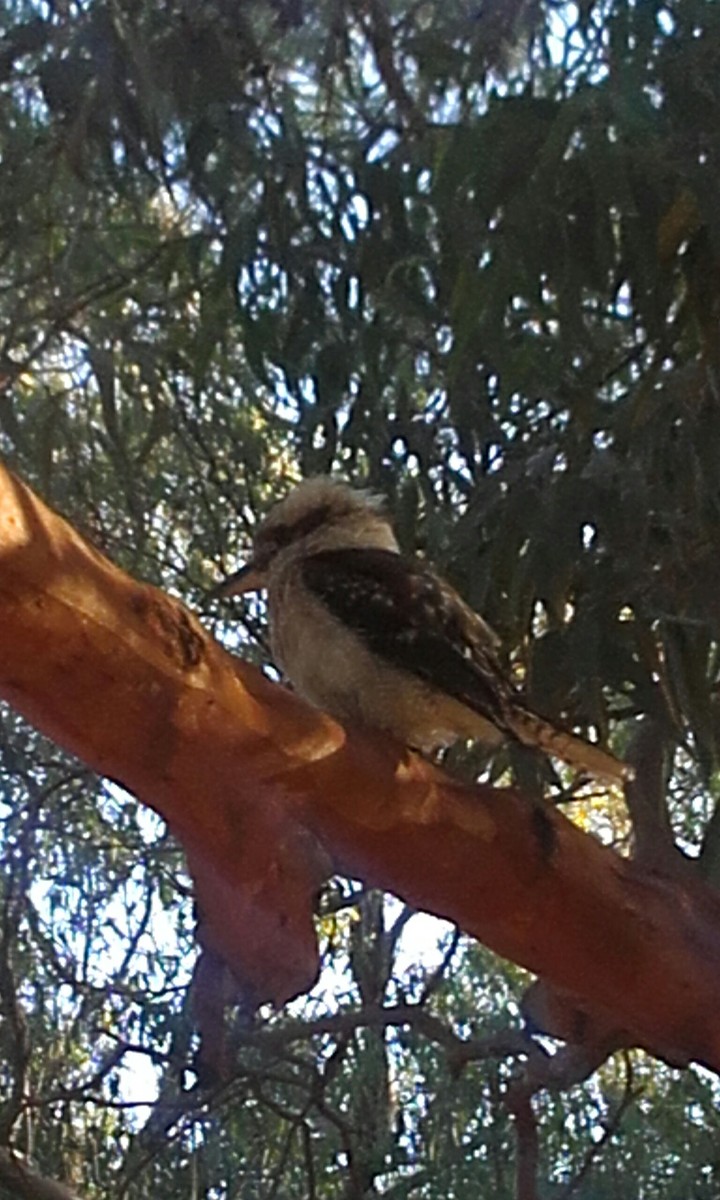The Australian Kookaburra