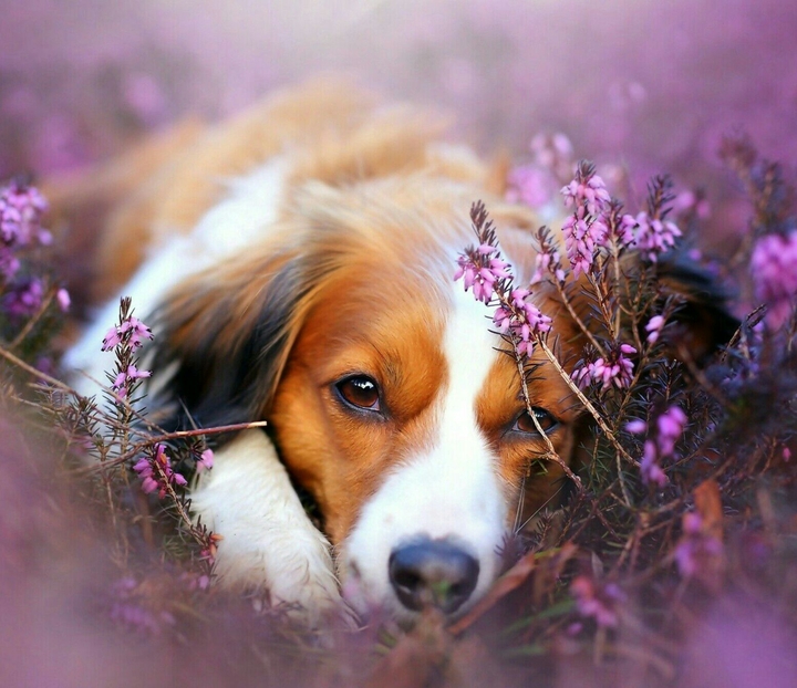 dog flowers