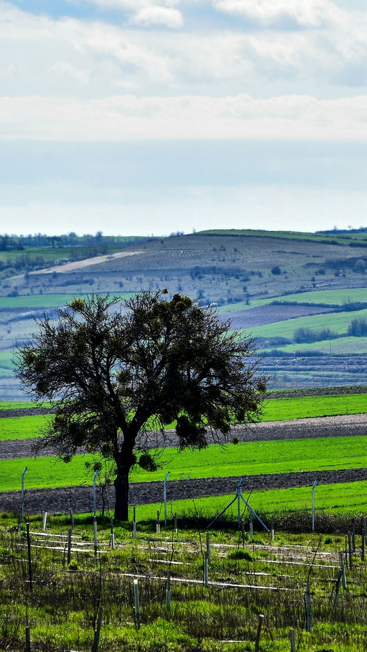 Tree in the fields