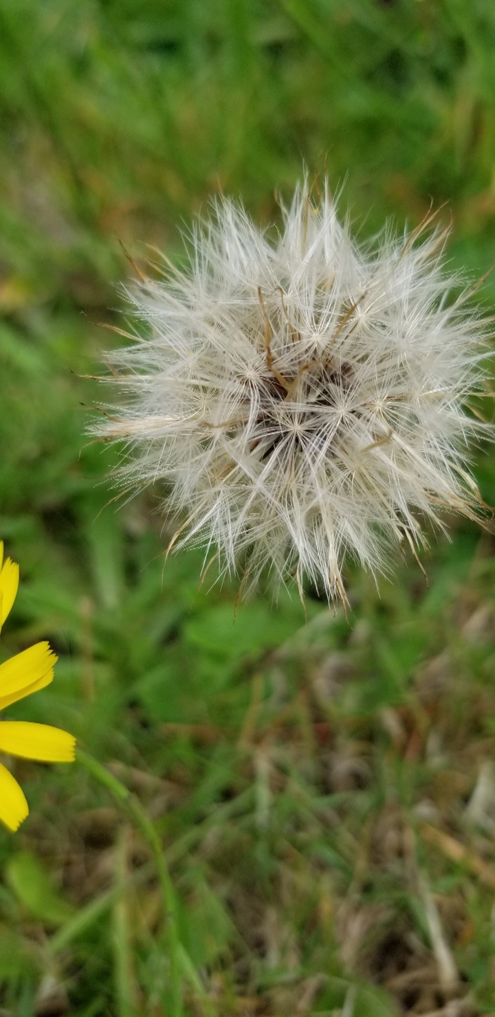 daisy happiness 333