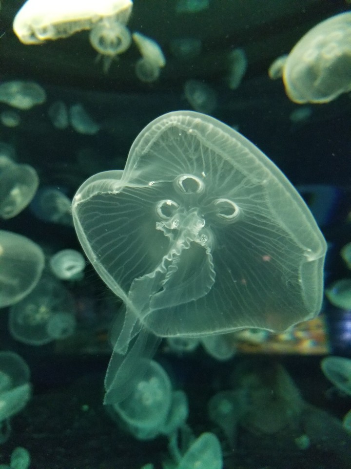 jelly fish