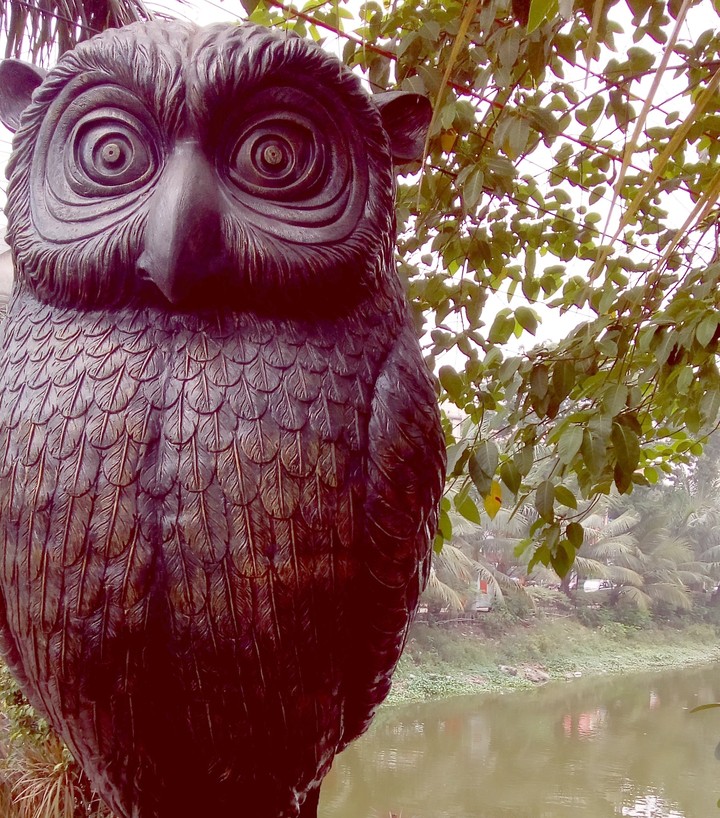owl