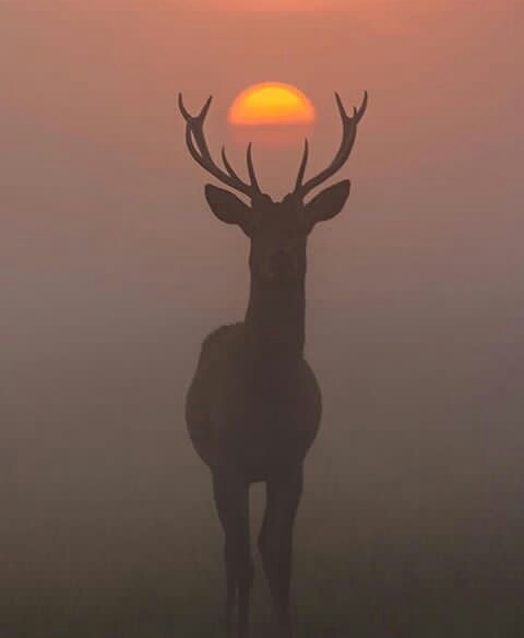 dear sunset