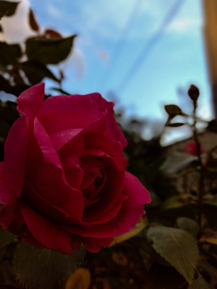 rose