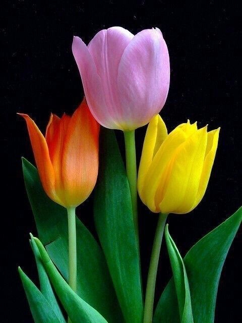 Nice tulips.