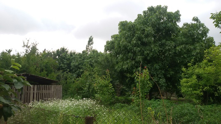 Garden in the village