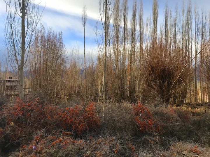 colours of winter