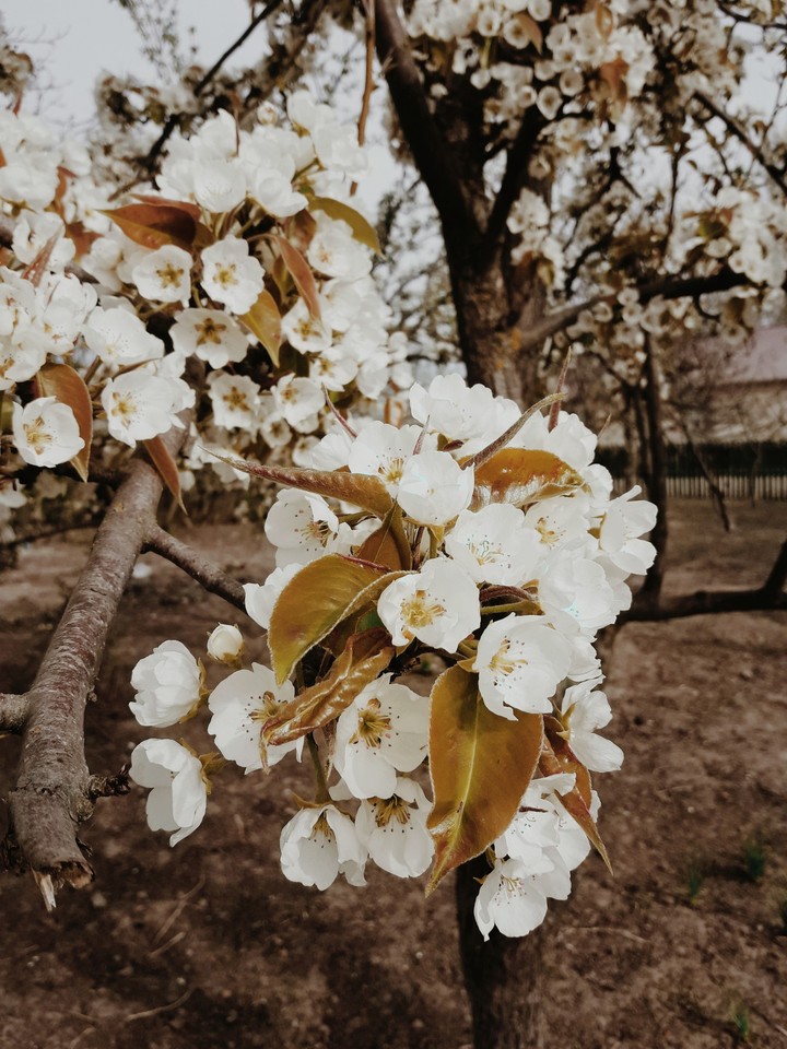 spring flower