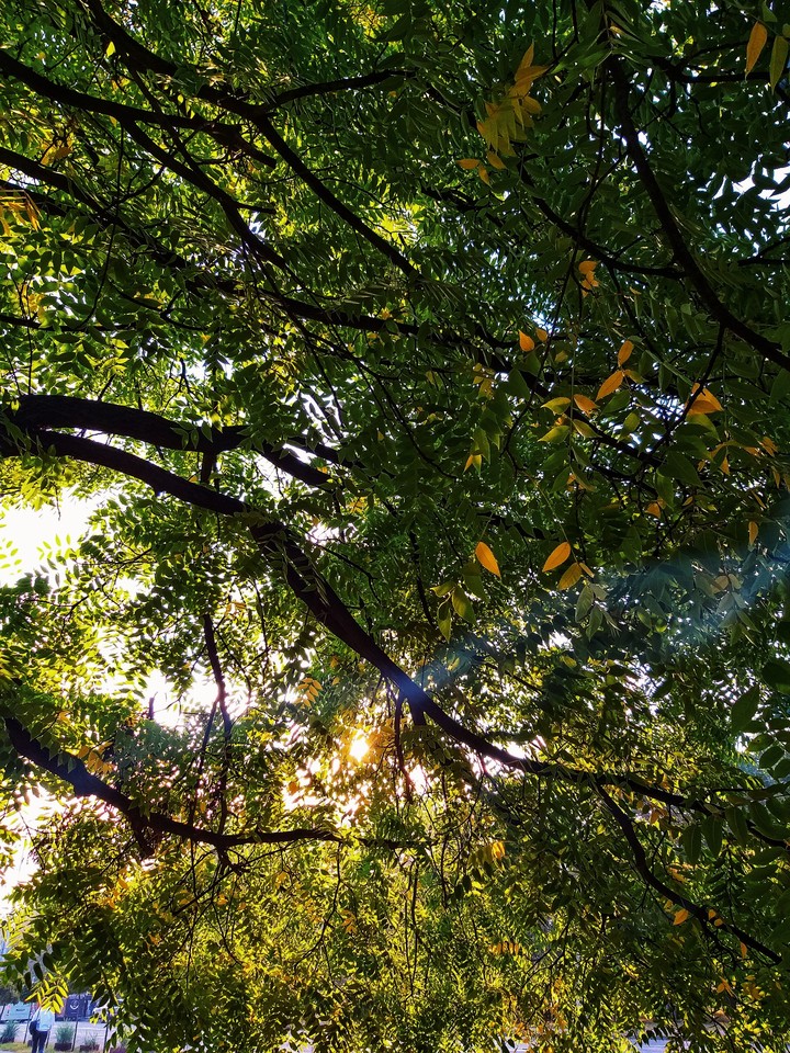 autumn