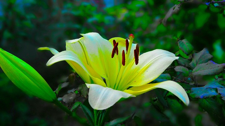 mic flower
