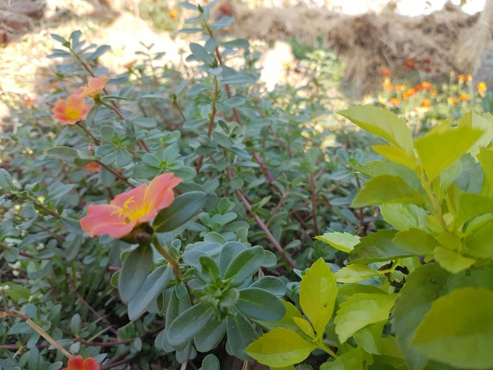 flowers
