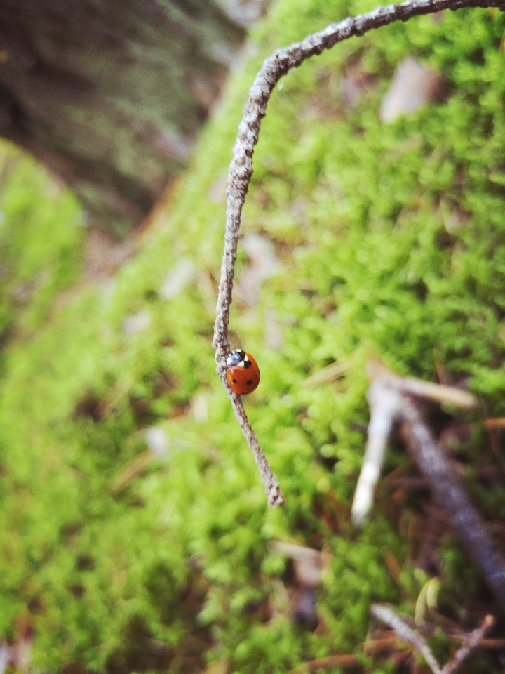 ladybug