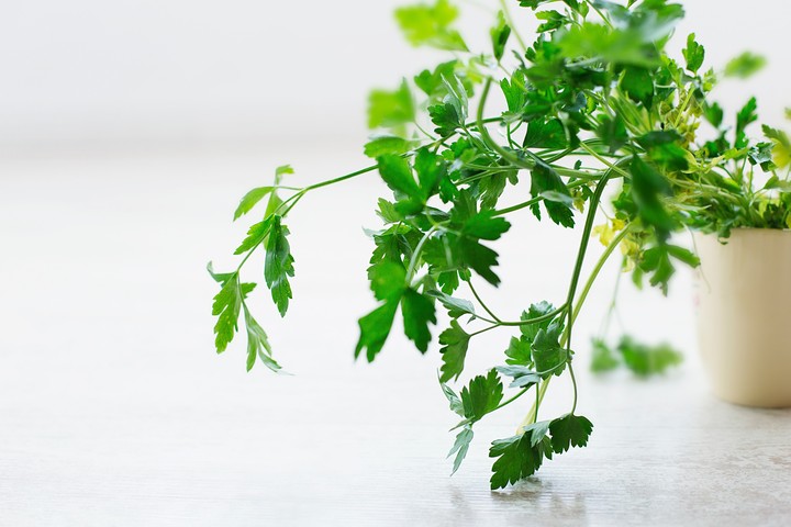 green plants