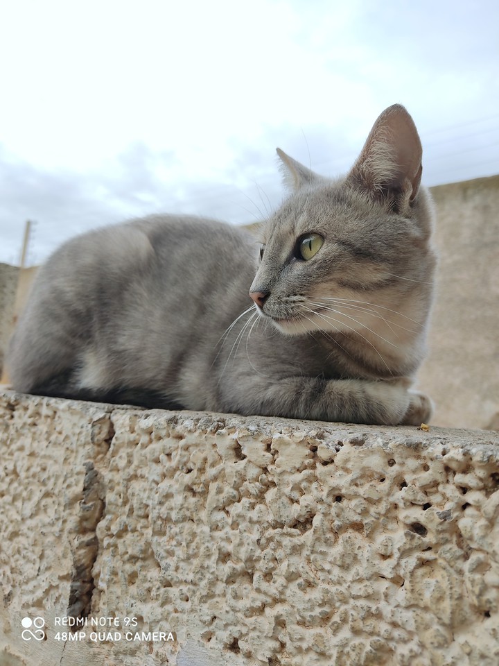 cat ❤️