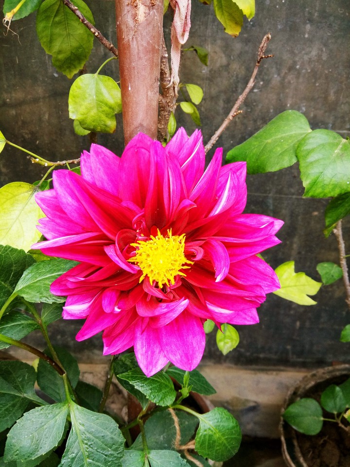 Dahlia