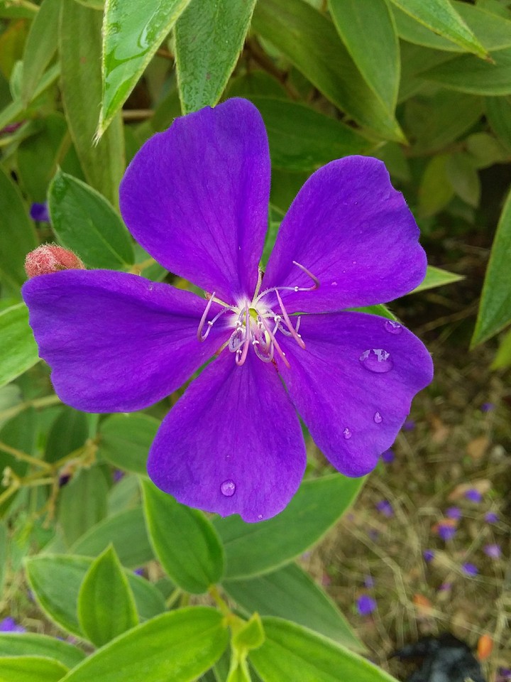 Flores