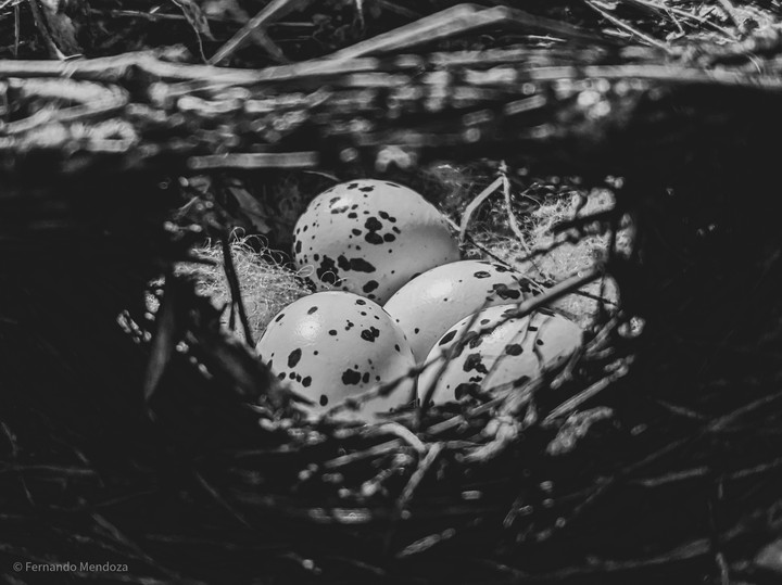 eggs Black and White
