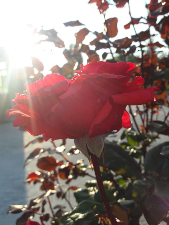 flowers
