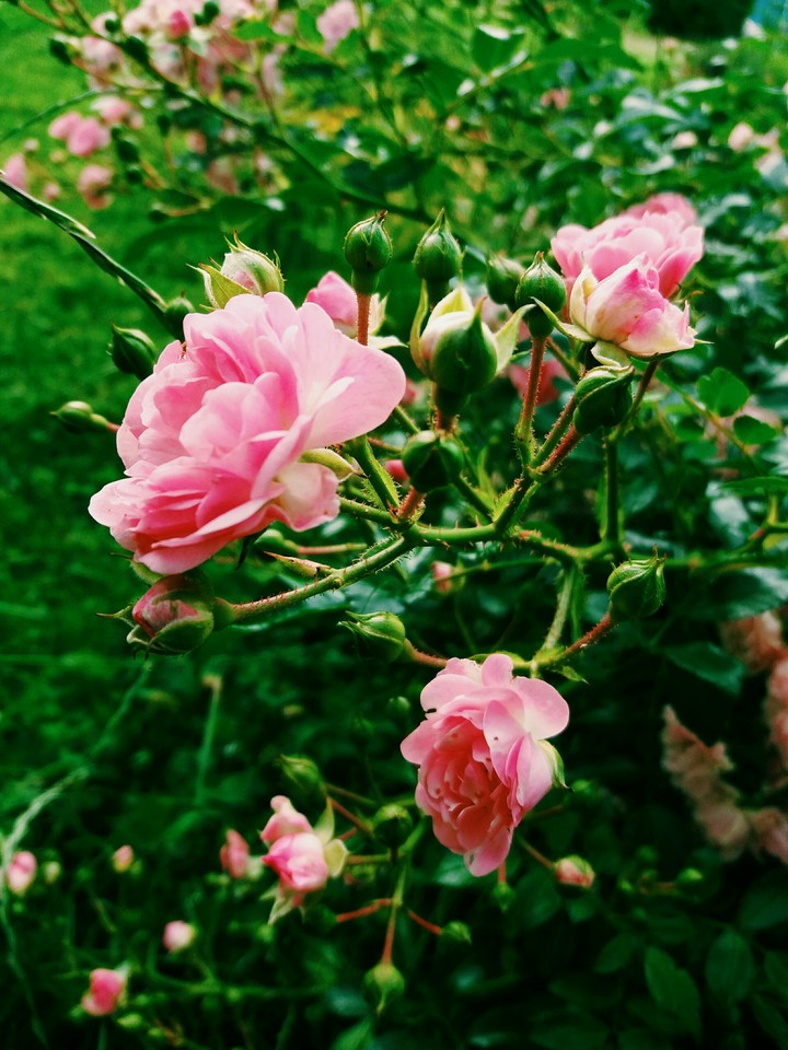 Pink rose
