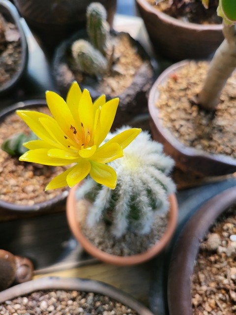 sfondi flower, petal