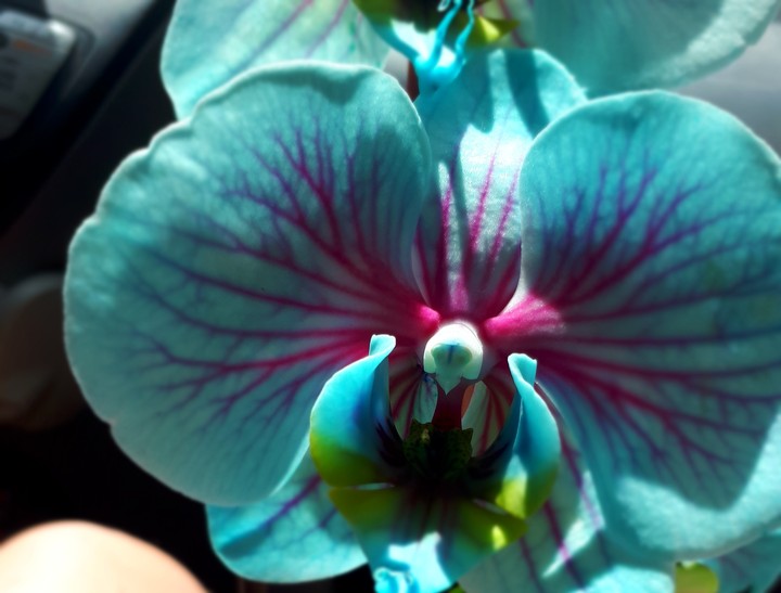 blue~