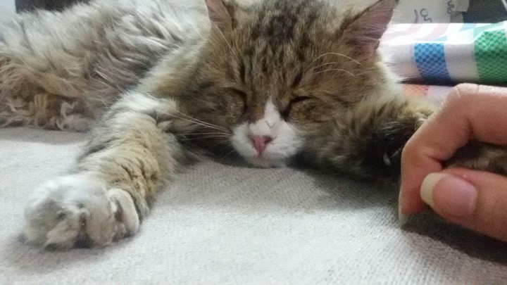 my cat♥