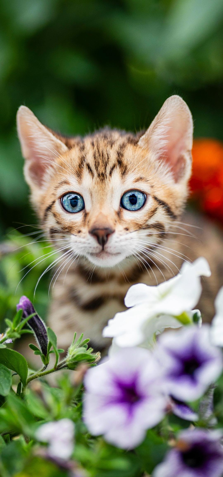 Котенок