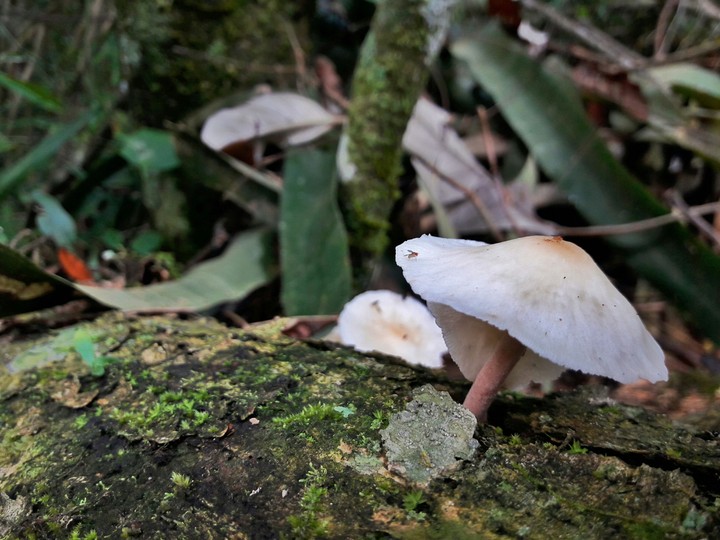 Mushroom