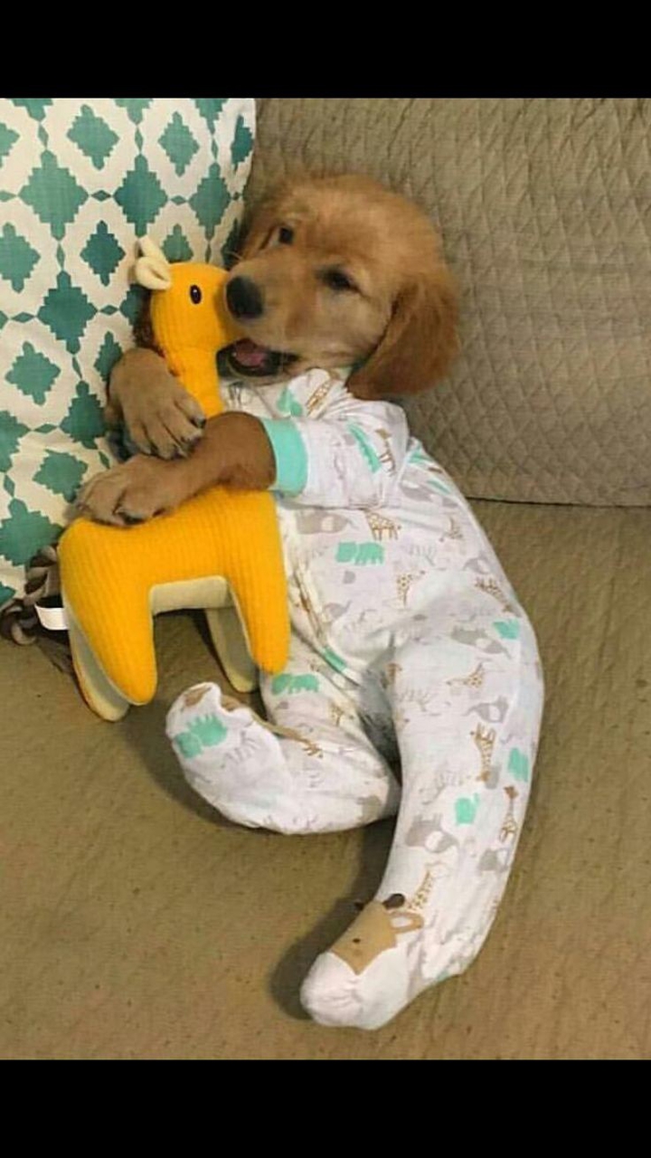 baby dog