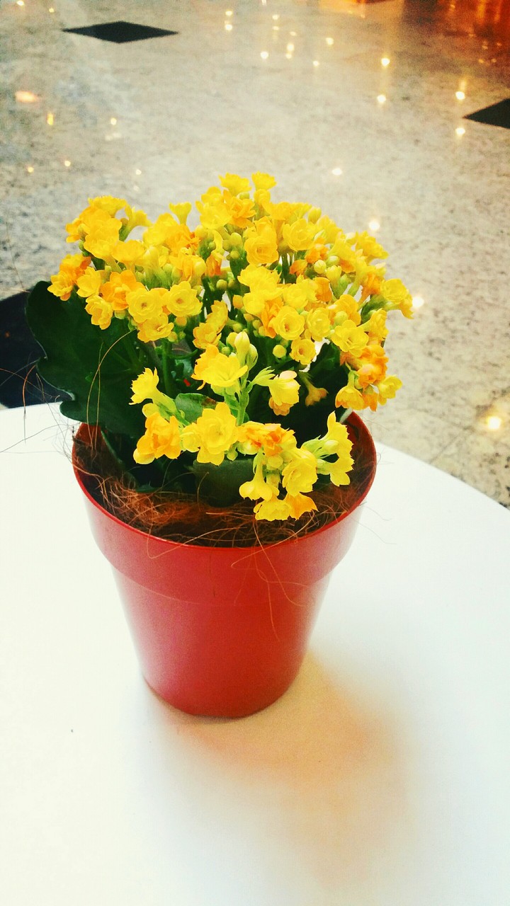 flower