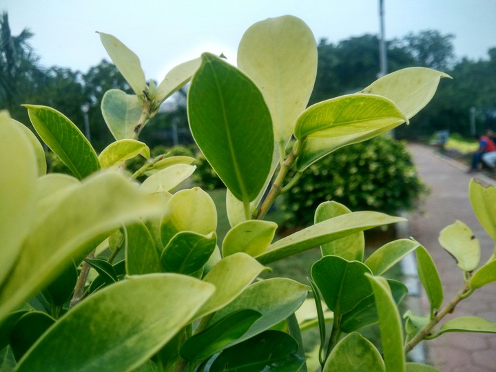 green leaves
