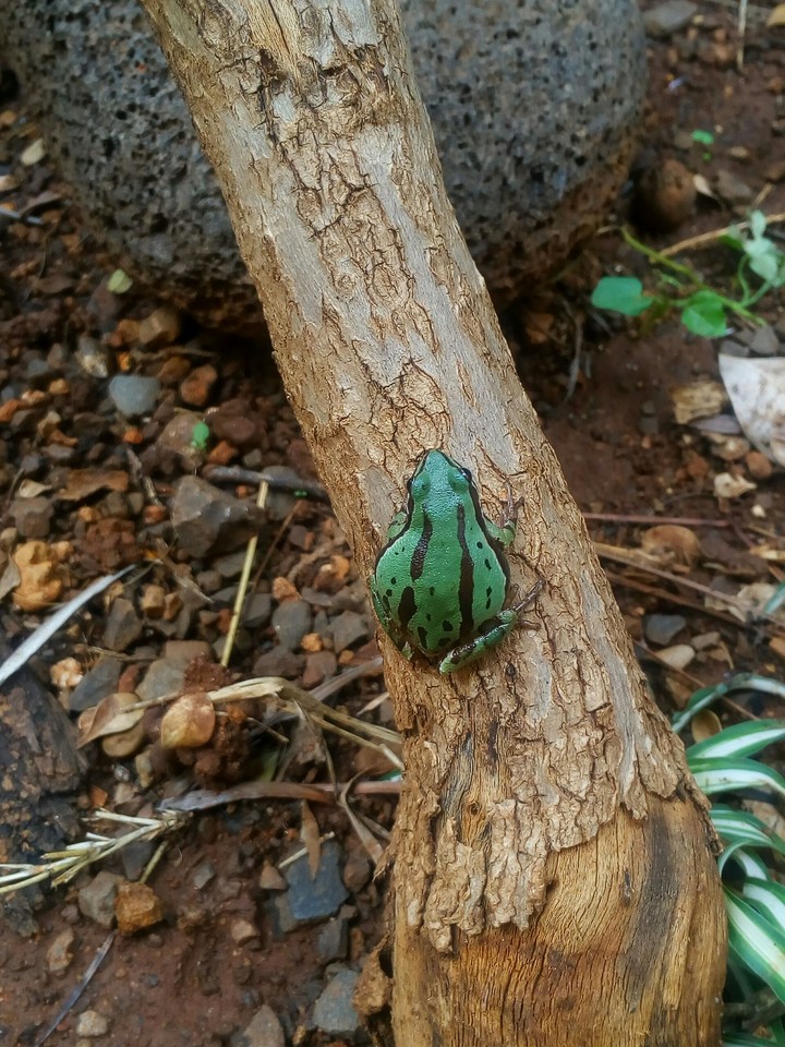 frog